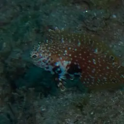 Vermiculate Wrasse, photo 11
