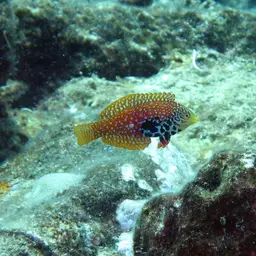 Vermiculate Wrasse, photo 12