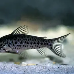 Porthole Catfish, photo 1