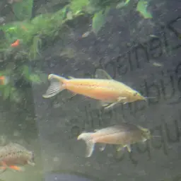Porthole Catfish, photo 2