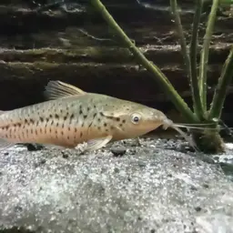 Porthole Catfish, photo 3