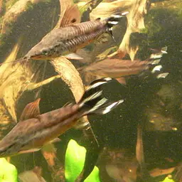 Flagtail Catfish, photo 1