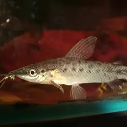 Flagtail Catfish, photo 2