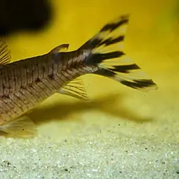 Flagtail Catfish, photo 3