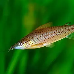 Flagtail Catfish, photo 4