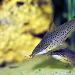 Flagtail Catfish, photo 5