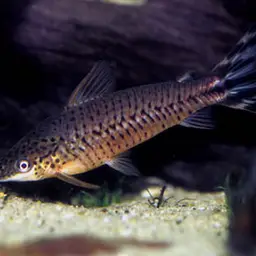 Flagtail Catfish, photo 6