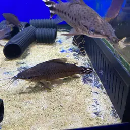 Flagtail Catfish, photo 7