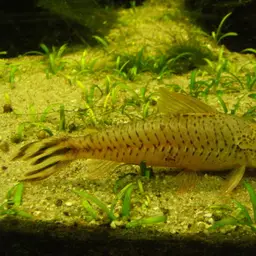 Flagtail Catfish, photo 8