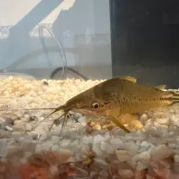 Flagtail Catfish, photo 9
