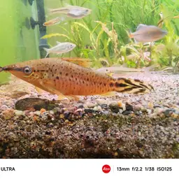 Flagtail Catfish, photo 10