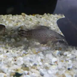 Flagtail Catfish, photo 11