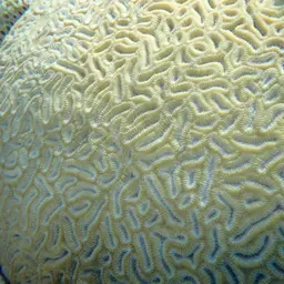 Stokes' star coral, photo 1
