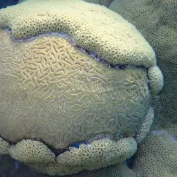 Stokes' star coral, photo 2