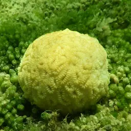 Stokes' star coral, photo 3