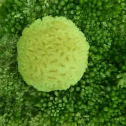 Stokes' star coral, photo 4