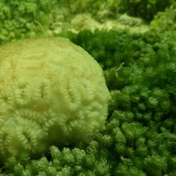 Stokes' star coral, photo 5