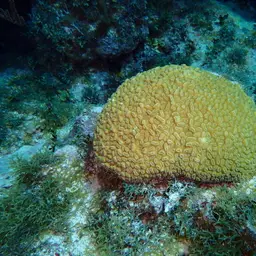 Stokes' star coral, photo 6
