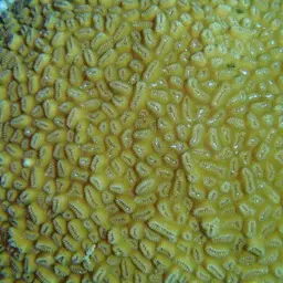 Stokes' star coral, photo 7