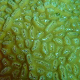 Stokes' star coral, photo 8