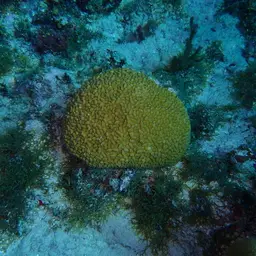 Stokes' star coral, photo 9