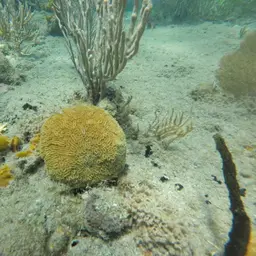 Stokes' star coral, photo 10