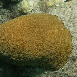 Stokes' star coral, photo 11