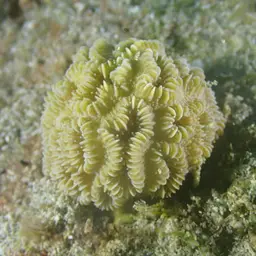 Stokes' star coral, photo 12