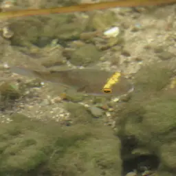 Red-striped Toadfish, photo 2