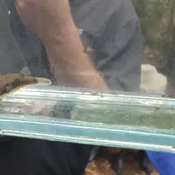 Red-striped Toadfish