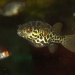 Ceylon Pufferfish, photo 2