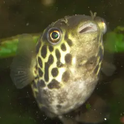 Ceylon Pufferfish, photo 4