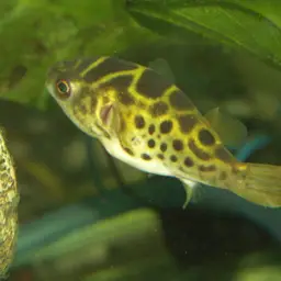 Ceylon Pufferfish, photo 5