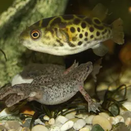 Ceylon Pufferfish, photo 7