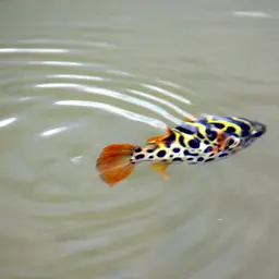 Ceylon Pufferfish, photo 9