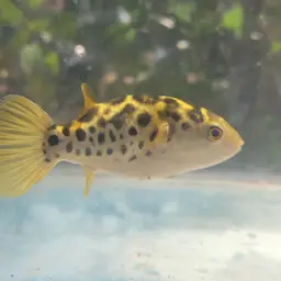 Ceylon Pufferfish, photo 10
