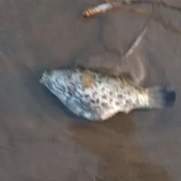 Ceylon Pufferfish, photo 12