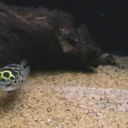 Green Spotted Puffer, photo 2
