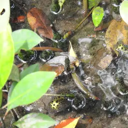 Green Spotted Puffer, photo 3