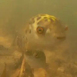 Green Spotted Puffer, photo 5