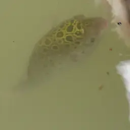 Green Spotted Puffer, photo 6