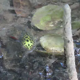 Green Spotted Puffer, photo 7
