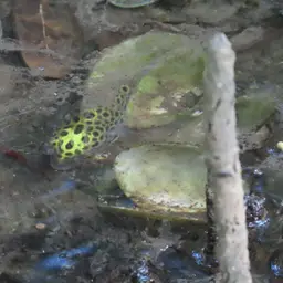 Green Spotted Puffer, photo 8