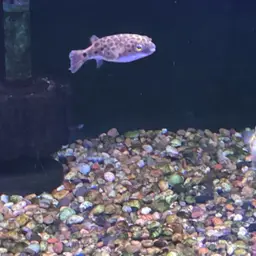 Green Spotted Puffer, photo 9