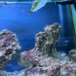 Green Spotted Puffer, photo 11