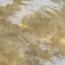 Pygmy Puffer, photo 5