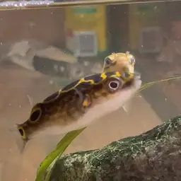 Pygmy Puffer, photo 7