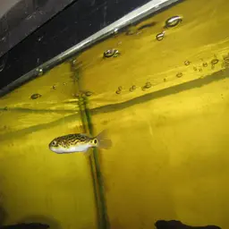 Pygmy Puffer, photo 10