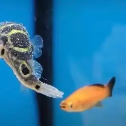 Pygmy Puffer, photo 11