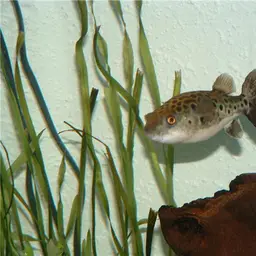 Giant Spotted Pufferfish